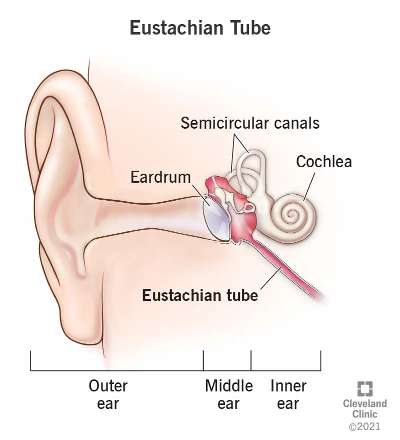 can eustachian tube dysfunction cause brain fog